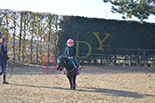Badyhoeve is een terrein dat tot 3kinderen en hun pony's met de hond Djackson behoort.