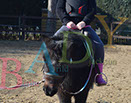 Badyhoeve is een terrein dat tot 3kinderen en hun pony's met de hond Djackson behoort.