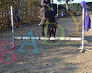 Badyhoeve is een terrein dat tot 3kinderen en hun pony's met de hond Djackson behoort.
