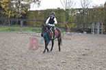 Badyhoeve is een terrein dat tot 3kinderen en hun pony's met de hond Djackson behoort.