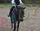 Badyhoeve is een terrein dat tot 3kinderen en hun pony's met de hond Djackson behoort.