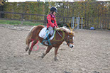 Badyhoeve is een terrein dat tot 3kinderen en hun pony's met de hond Djackson behoort.