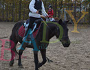 Badyhoeve is een terrein dat tot 3kinderen en hun pony's met de hond Djackson behoort.