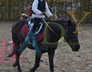 Badyhoeve is een terrein dat tot 3kinderen en hun pony's met de hond Djackson behoort.