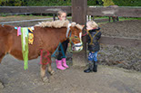 Badyhoeve is een terrein dat tot 3kinderen en hun pony's met de hond Djackson behoort.