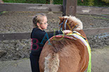 Badyhoeve is een terrein dat tot 3kinderen en hun pony's met de hond Djackson behoort.