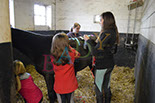 Badyhoeve is een terrein dat tot 3kinderen en hun pony's met de hond Djackson behoort.