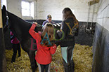 Badyhoeve is een terrein dat tot 3kinderen en hun pony's met de hond Djackson behoort.
