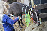 Badyhoeve is een terrein dat tot 3kinderen en hun pony's met de hond Djackson behoort.