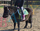 Badyhoeve is een terrein dat tot 3kinderen en hun pony's met de hond Djackson behoort.