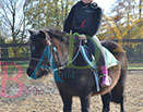Badyhoeve is een terrein dat tot 3kinderen en hun pony's met de hond Djackson behoort.