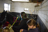 Badyhoeve is een terrein dat tot 3kinderen en hun pony's met de hond Djackson behoort.