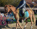 Badyhoeve is een terrein dat tot 3kinderen en hun pony's met de hond Djackson behoort.