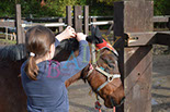 Badyhoeve is een terrein dat tot 3kinderen en hun pony's met de hond Djackson behoort.