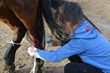 Badyhoeve is een terrein dat tot 3kinderen en hun pony's met de hond Djackson behoort.