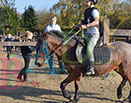 Badyhoeve is een terrein dat tot 3kinderen en hun pony's met de hond Djackson behoort.