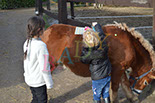 Badyhoeve is een terrein dat tot 3kinderen en hun pony's met de hond Djackson behoort.