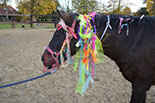 Badyhoeve is een terrein dat tot 3kinderen en hun pony's met de hond Djackson behoort.
