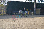 Badyhoeve is een terrein dat tot 3kinderen en hun pony's met de hond Djackson behoort.