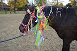Badyhoeve is een terrein dat tot 3kinderen en hun pony's met de hond Djackson behoort.