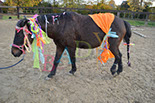Badyhoeve is een terrein dat tot 3kinderen en hun pony's met de hond Djackson behoort.