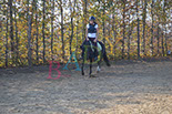 Badyhoeve is een terrein dat tot 3kinderen en hun pony's met de hond Djackson behoort.