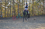 Badyhoeve is een terrein dat tot 3kinderen en hun pony's met de hond Djackson behoort.