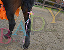 Badyhoeve is een terrein dat tot 3kinderen en hun pony's met de hond Djackson behoort.