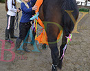 Badyhoeve is een terrein dat tot 3kinderen en hun pony's met de hond Djackson behoort.