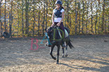 Badyhoeve is een terrein dat tot 3kinderen en hun pony's met de hond Djackson behoort.
