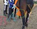 Badyhoeve is een terrein dat tot 3kinderen en hun pony's met de hond Djackson behoort.
