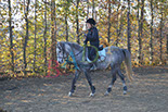 Badyhoeve is een terrein dat tot 3kinderen en hun pony's met de hond Djackson behoort.