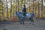 Badyhoeve is een terrein dat tot 3kinderen en hun pony's met de hond Djackson behoort.