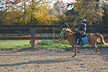 Badyhoeve is een terrein dat tot 3kinderen en hun pony's met de hond Djackson behoort.