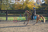 Badyhoeve is een terrein dat tot 3kinderen en hun pony's met de hond Djackson behoort.