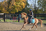 Badyhoeve is een terrein dat tot 3kinderen en hun pony's met de hond Djackson behoort.