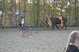 Badyhoeve is een terrein dat tot 3kinderen en hun pony's met de hond Djackson behoort.