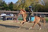Badyhoeve is een terrein dat tot 3kinderen en hun pony's met de hond Djackson behoort.