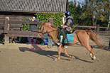 Badyhoeve is een terrein dat tot 3kinderen en hun pony's met de hond Djackson behoort.
