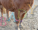 Badyhoeve is een terrein dat tot 3kinderen en hun pony's met de hond Djackson behoort.