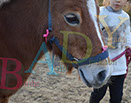 Badyhoeve is een terrein dat tot 3kinderen en hun pony's met de hond Djackson behoort.