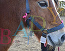 Badyhoeve is een terrein dat tot 3kinderen en hun pony's met de hond Djackson behoort.