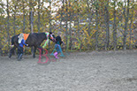 Badyhoeve is een terrein dat tot 3kinderen en hun pony's met de hond Djackson behoort.