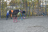 Badyhoeve is een terrein dat tot 3kinderen en hun pony's met de hond Djackson behoort.