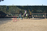 Badyhoeve is een terrein dat tot 3kinderen en hun pony's met de hond Djackson behoort.
