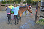 Badyhoeve is een terrein dat tot 3kinderen en hun pony's met de hond Djackson behoort.