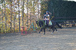 Badyhoeve is een terrein dat tot 3kinderen en hun pony's met de hond Djackson behoort.