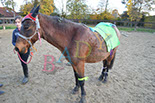 Badyhoeve is een terrein dat tot 3kinderen en hun pony's met de hond Djackson behoort.