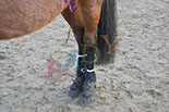 Badyhoeve is een terrein dat tot 3kinderen en hun pony's met de hond Djackson behoort.