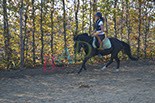 Badyhoeve is een terrein dat tot 3kinderen en hun pony's met de hond Djackson behoort.